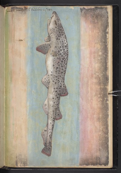 Tilføj MS 22333 f.66r, Fisk, fra 