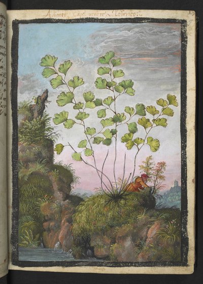 Adiantum capillus-veneris, fra "Paintings of Flora of the Roman States" af Gherardo Cibo, Add MS 22333, f017r, c.1564-84 (akvarel & gouache på papir) af Gherardo Cibo