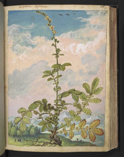 Agrimonia eupatoria, fra "Paintings of Flora of the Roman States" af Gherardo Cibo, Add MS 22333, f087r, c.1564-84 (akvarel & gouache på papir) af Gherardo Cibo