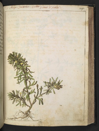 Ajuga chamaepitys: En plante med grønne blade og gule blomster, fra "Paintings of Flora of the Roman States" af Gherardo Cibo, Add MS 22333, f116r, c.1564-84 (akvarel & gouache på papir) af Gherardo Cibo