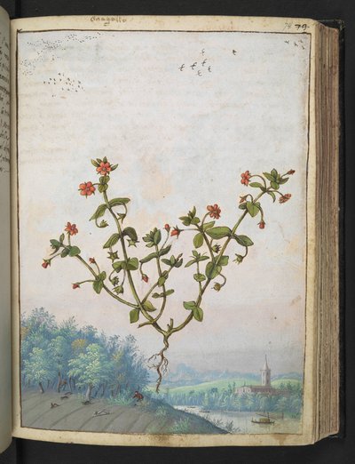 Anagalis arvensis: En plante med røde blomster, fra "Paintings of Flora of the Roman States" af Gherardo Cibo, Add MS 22333, f074r, c.1564-84 (akvarel & gouache på papir) af Gherardo Cibo