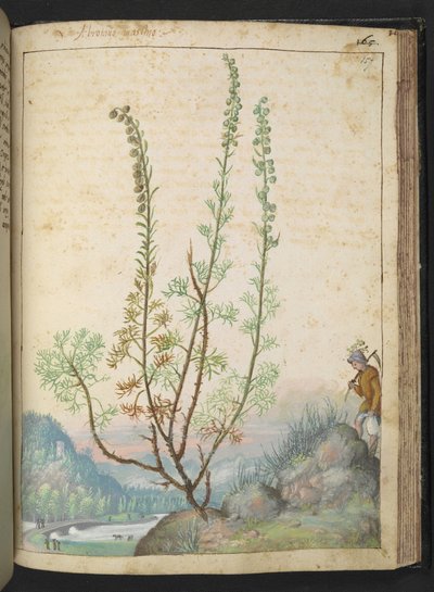Artemisia abrotanum (southernwood), fra "Paintings of Flora of the Roman States" af Gherardo Cibo, Add MS 22333, f157r, c.1564-84 (akvarel & gouache på papir) af Gherardo Cibo