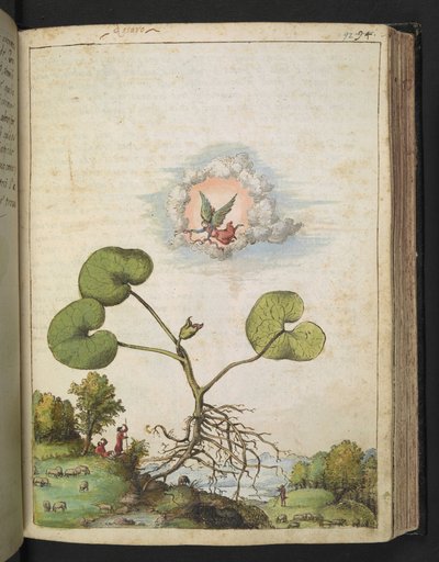 Asarum europaeum, fra "Paintings of Flora of the Roman States" af Gherardo Cibo, Add MS 22333, f092r, c.1564-84 (akvarel & gouache på papir) af Gherardo Cibo