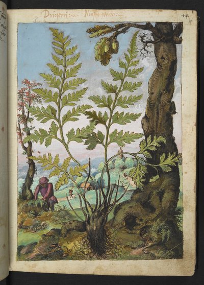 Asplenium adianthum nigrum, fra "Paintings of Flora of the Roman States" af Gherardo Cibo, Add MS 22333, f018r, c.1564-84 (akvarel & gouache på papir) af Gherardo Cibo