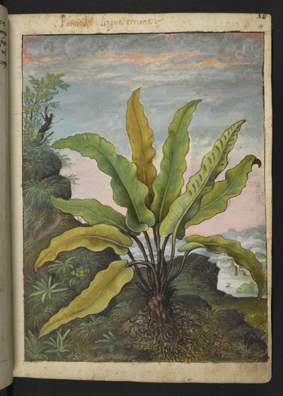 Asplenium scolopendrium, fra "Paintings of Flora of the Roman States" af Gherardo Cibo, Add MS 22333, f014r, c.1564-84 (akvarel og gouache på papir) af Gherardo Cibo