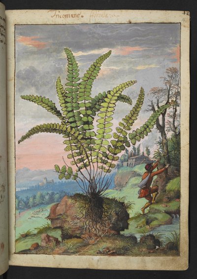 Asplenium trichomanes, fra "Paintings of Flora of the Roman States" af Gherardo Cibo, Add MS 22333, f016r, c.1564-84 (akvarel & gouache på papir) af Gherardo Cibo