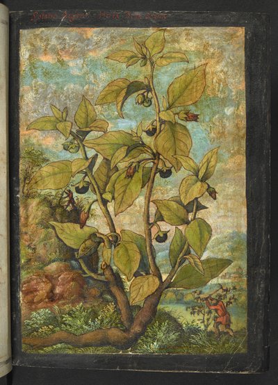 Atropa belladonna eller Atropa bella-donna, fra "Paintings of Flora of the Roman States" af Gherardo Cibo, Add MS 22333, f005r, c.1564-84 (akvarel & gouache på papir) af Gherardo Cibo