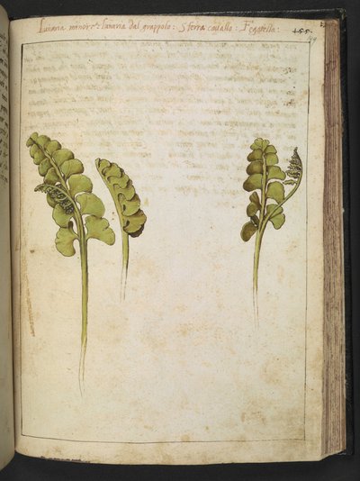 Botrychium lunaria (bregne), fra "Paintings of Flora of the Roman States" af Gherardo Cibo, Add MS 22333, f149r, c.1564-84 (akvarel & gouache på papir) af Gherardo Cibo