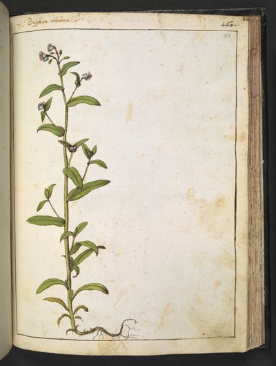 Buglossa, Anchusa azurea (Loddon Royalist), fra "Paintings of Flora of the Roman States" af Gherardo Cibo, Tilføj MS 22333, f153r, c.1564-84 (akvarel og gouache på papir) af Gherardo Cibo