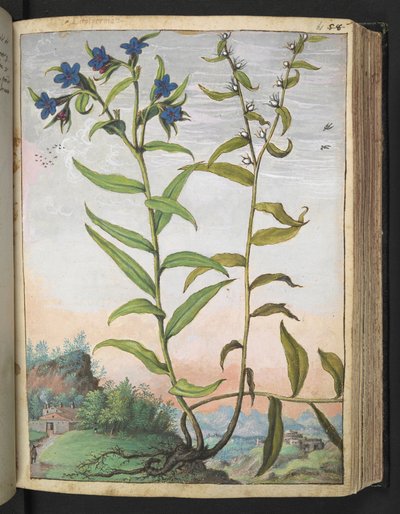 Buglossoides purpurocaerulea , fra "Paintings of Flora of the Roman States" af Gherardo Cibo, Add MS 22333, f061r, c.1564-84 (akvarel & gouache på papir) af Gherardo Cibo