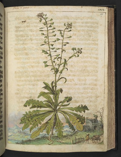 Capsella bursa-pastoris, fra "Paintings of Flora of the Roman States" af Gherardo Cibo, Add MS 22333, f119r, c.1564-84 (akvarel & gouache på papir) af Gherardo Cibo