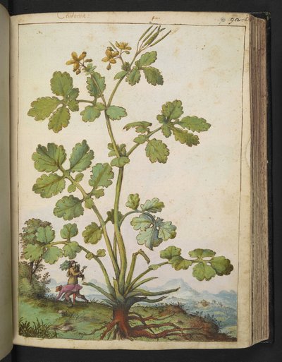 Chelidonium majus, fra "Paintings of Flora of the Roman States" af Gherardo Cibo, Add MS 22333, f090r, c.1564-84 (akvarel & gouache på papir) af Gherardo Cibo