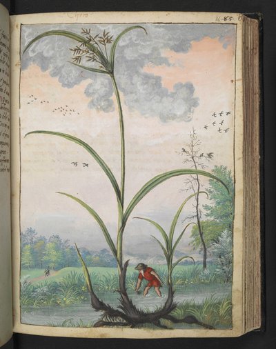 Cyperus serotinus, fra "Paintings of Flora of the Roman States" af Gherardo Cibo, Tilføj MS 22333, f086r, c.1564-84 (akvarel og gouache på papir) af Gherardo Cibo