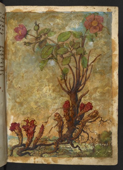 Cytinus hypocistis, fra "Paintings of Flora of the Roman States" af Gherardo Cibo, Add MS 22333, f009r, c.1564-84 (akvarel & gouache på papir) af Gherardo Cibo