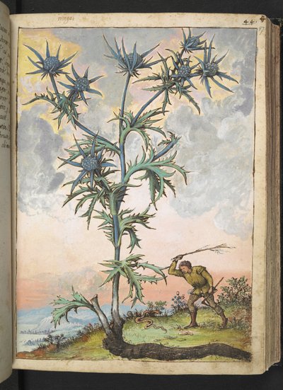 Eryngium maritimum, fra "Paintings of Flora of the Roman States" af Gherardo Cibo, Add MS 22333, f047r, c.1564-84 (akvarel & gouache på papir) af Gherardo Cibo