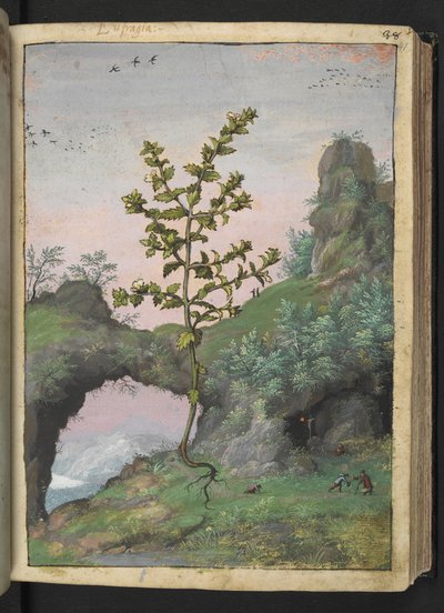 Euphrasia officinalis, fra "Paintings of Flora of the Roman States" af Gherardo Cibo, Tilføj MS 22333, f041r, c.1564-84 (akvarel og gouache på papir) af Gherardo Cibo