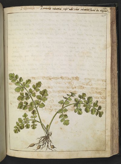 Filipendula, fra "Paintings of Flora of the Roman States" af Gherardo Cibo, Add MS 22333, f145r, c.1564-84 (akvarel og gouache på papir) af Gherardo Cibo
