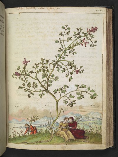 Fumaria gaillardotii, fra "Paintings of Flora of the Roman States" af Gherardo Cibo, Add MS 22333, f121r, c.1564-84 (akvarel & gouache på papir) af Gherardo Cibo