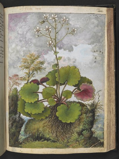 Herba rora: plante med hvide kronblade, fra "Paintings of Flora of the Roman States" af Gherardo Cibo, Add MS 22333, f136r, c.1564-84 (akvarel & gouache på papir) af Gherardo Cibo
