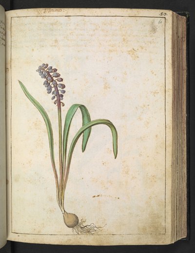 Hyacinthus, fra "Paintings of Flora of the Roman States" af Gherardo Cibo, Tilføj MS 22333, f060r, c.1564-84 (akvarel og gouache på papir) af Gherardo Cibo