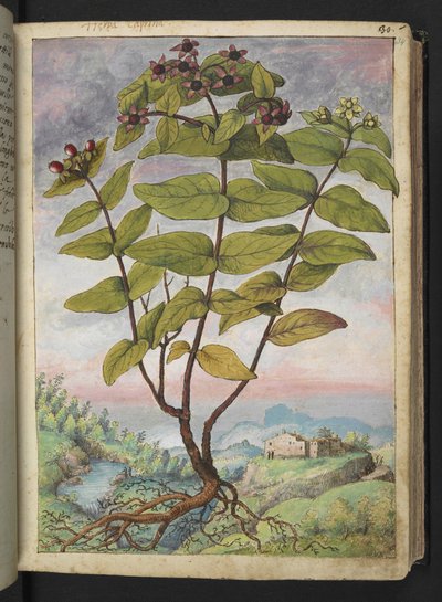 Hypericum hircinum, fra "Paintings of Flora of the Roman States" af Gherardo Cibo, Add MS 22333, f034r, c.1564-84 (akvarel & gouache på papir) af Gherardo Cibo