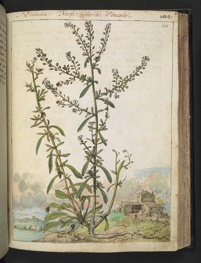Lepidium graminifolium, fra "Paintings of Flora of the Roman States" af Gherardo Cibo, Add MS 22333, f120r, c.1564-84 (akvarel & gouache på papir) af Gherardo Cibo