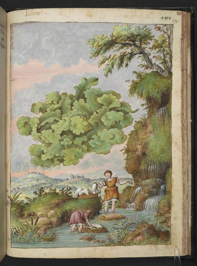 Lichen og Wo Womem Washing Tøj eller pels i en pool, fra "Malerier af Flora of the Roman States" af Gherardo Cibo, Tilføj MS 22333, F171R, c.1564-84 (Watercolor & Gouache på papir) af Gherardo Cibo