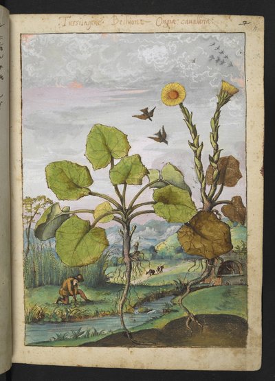 Ligularia tussilaginea (Leopardplante), fra "Paintings of Flora of the Roman States" af Gherardo Cibo, Tilføj MS 22333, f011r, c.1564-84 (akvarel & gouache på papir) af Gherardo Cibo