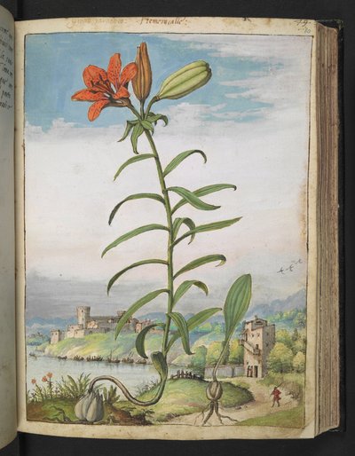 Lilium bulbiferum: En plante med røde kronblade, fra "Paintings of Flora of the Roman States" af Gherardo Cibo, Add MS 22333, f080r, c.1564-84 (akvarel & gouache på papir) af Gherardo Cibo