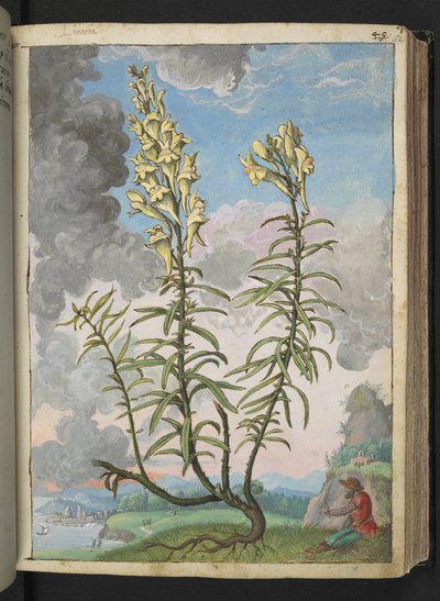 Linaria vulgaris, fra "Paintings of Flora of the Roman States" af Gherardo Cibo, Add MS 22333, f052r, c.1564-84 (akvarel & gouache på papir) af Gherardo Cibo