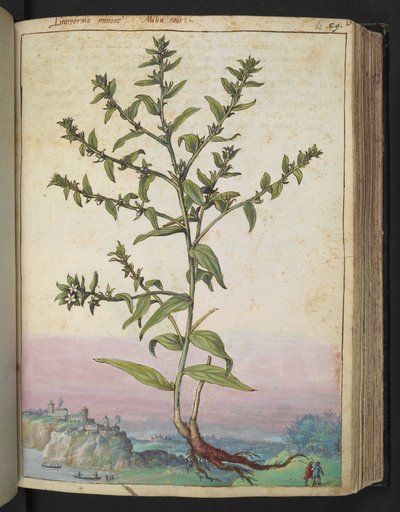 Lithospermum officinale, fra "Paintings of Flora of the Roman States" af Gherardo Cibo, Add MS 22333, f062r, c.1564-84 (akvarel & gouache på papir) af Gherardo Cibo
