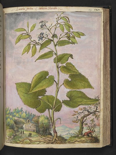 Lunaria redivivia, fra "Paintings of Flora of the Roman States" af Gherardo Cibo, Add MS 22333, f124r, c.1564-84 (akvarel & gouache på papir) af Gherardo Cibo