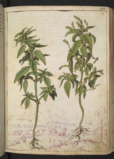 Mercurialis annua, fra "Paintings of Flora of the Roman States" af Gherardo Cibo, Add MS 22333, f056r, c.1564-84 (akvarel & gouache på papir) af Gherardo Cibo