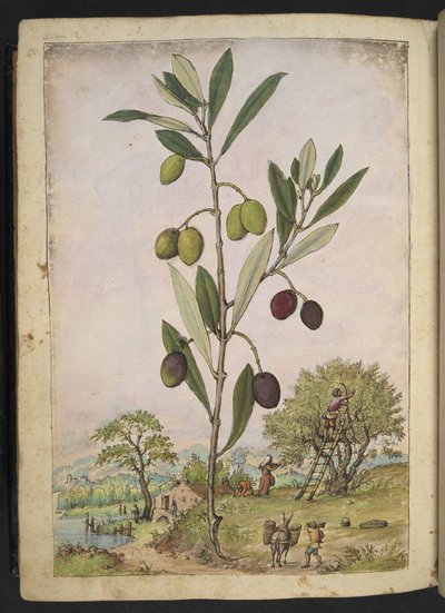 Olea europaea (oliventræ), fra "Paintings of Flora of the Roman States" af Gherardo Cibo, Add MS 22333, f181v, c.1564-84 (akvarel & gouache på papir) af Gherardo Cibo