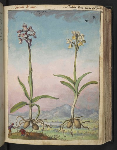 Orchis pallens: To blomstrende planter, fra "Paintings of Flora of the Roman States" af Gherardo Cibo, Add MS 22333, f064r, c.1564-84 (akvarel & gouache på papir) af Gherardo Cibo
