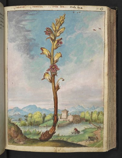 Orobanche gracilis, fra "Paintings of Flora of the Roman States" af Gherardo Cibo, Tilføj MS 22333, f070r, c.1564-84 (akvarel og gouache på papir) af Gherardo Cibo