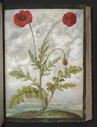 Papaver rhoeas (valmuer), fra "Paintings of Flora of the Roman States" af Gherardo Cibo, Add MS 22333, f107r, c.1564-84 (akvarel & gouache på papir) af Gherardo Cibo