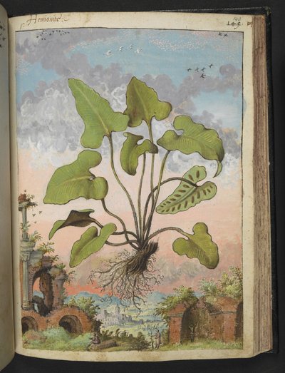Phyllitis hemionitis, fra "Paintings of Flora of the Roman States" af Gherardo Cibo, Add MS 22333, f143r, c.1564-84 (akvarel & gouache på papir) af Gherardo Cibo