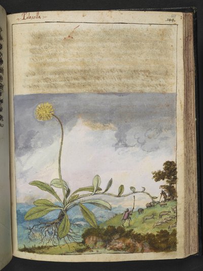 Pilosella officinarum, fra "Paintings of Flora of the Roman States" af Gherardo Cibo, Add MS 22333, f138r, c.1564-84 (akvarel & gouache på papir) af Gherardo Cibo