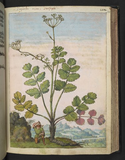 Pimpinella major, fra "Paintings of Flora of the Roman States" af Gherardo Cibo, Add MS 22333, f100r, c.1564-84 (akvarel og gouache på papir) af Gherardo Cibo