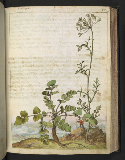 Pimpinella saxifraga, fra "Paintings of Flora of the Roman States" af Gherardo Cibo, Add MS 22333, f101r, c.1564-84 (akvarel & gouache på papir) af Gherardo Cibo