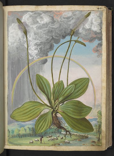 Plantago media, fra "Paintings of Flora of the Roman States" af Gherardo Cibo, Add MS 22333, f050r, c.1564-84 (akvarel & gouache på papir) af Gherardo Cibo