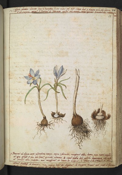 Planter mellem blå blomster, fra "Paintings of Flora of the Roman States" af Gherardo Cibo, Add MS 22333, f058r, c.1564-84 (akvarel & gouache på papir) af Gherardo Cibo