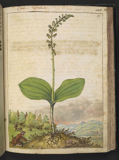 Muligvis Ophrys apifera (bi-orkidé), fra "Malerier af Flora i de romerske stater" af Gherardo Cibo, Tilføj MS 22333, f139r, c.1564-84 (akvarel og gouache på papir) af Gherardo Cibo