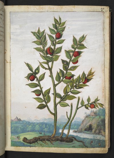 Ruscus aculeatus: En plante, der bærer røde bær, fra "Paintings of Flora of the Roman States" af Gherardo Cibo, Add MS 22333, f023r, c.1564-84 (akvarel og gouache på papir) af Gherardo Cibo