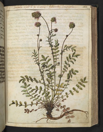 Sanguisorba minor, fra "Paintings of Flora of the Roman States" af Gherardo Cibo, Add MS 22333, f102r, c.1564-84 (akvarel & gouache på papir) af Gherardo Cibo