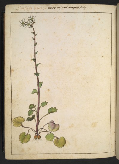 Saxifraga bianca, alpeblomst med hvide kronblade, fra "Paintings of Flora of the Roman States" af Gherardo Cibo, Tilføj MS 22333, f180v, c.1564-84 (akvarel & gouache på papir) af Gherardo Cibo