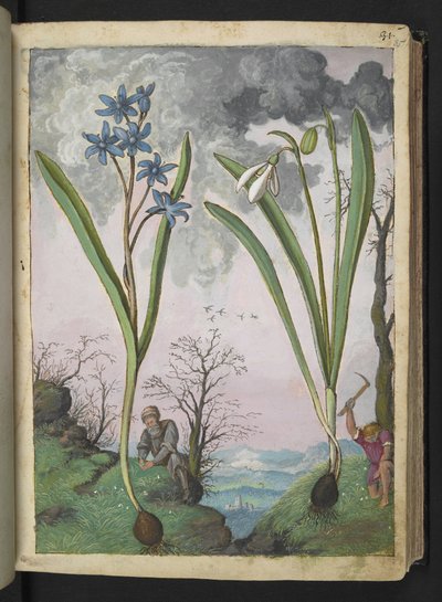 Scilla bifolia og Galanthus nivalis, fra "Paintings of Flora of the Roman States" af Gherardo Cibo, Add MS 22333, f035r, c.1564-84 (akvarel & gouache på papir) af Gherardo Cibo