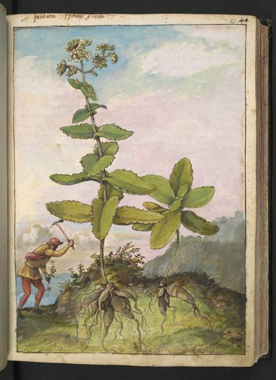 Sedum telephium, fra "Paintings of Flora of the Roman States" af Gherardo Cibo, Add MS 22333, f043r, c.1564-84 (akvarel & gouache på papir) af Gherardo Cibo