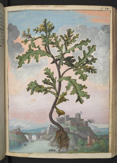 Senecio vulgaris, fra "Paintings of Flora of the Roman States" af Gherardo Cibo, Add MS 22333, f057r, c.1564-84 (akvarel & gouache på papir) af Gherardo Cibo